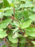 Dogwood, Red Twig, Baileyi #5