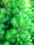 Spruce, Dwarf Alberta #6