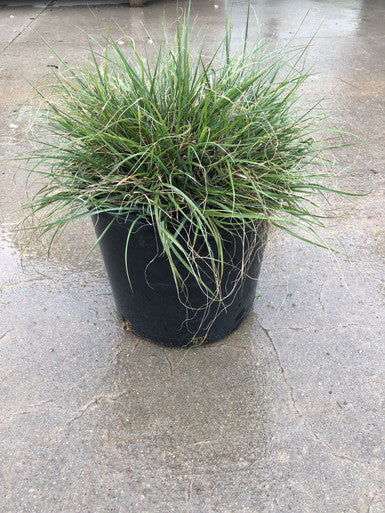 Grass, Dwarf Fountain, Hameln