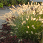 Grass, Dwarf Fountain, Hameln