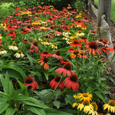 Coneflower, Cheyenne Spirit  #1