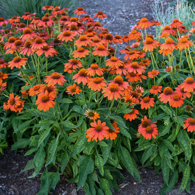 Coneflower, Sombrero Adobe Orange #1