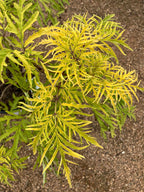 Elderberry, Lemony Lace