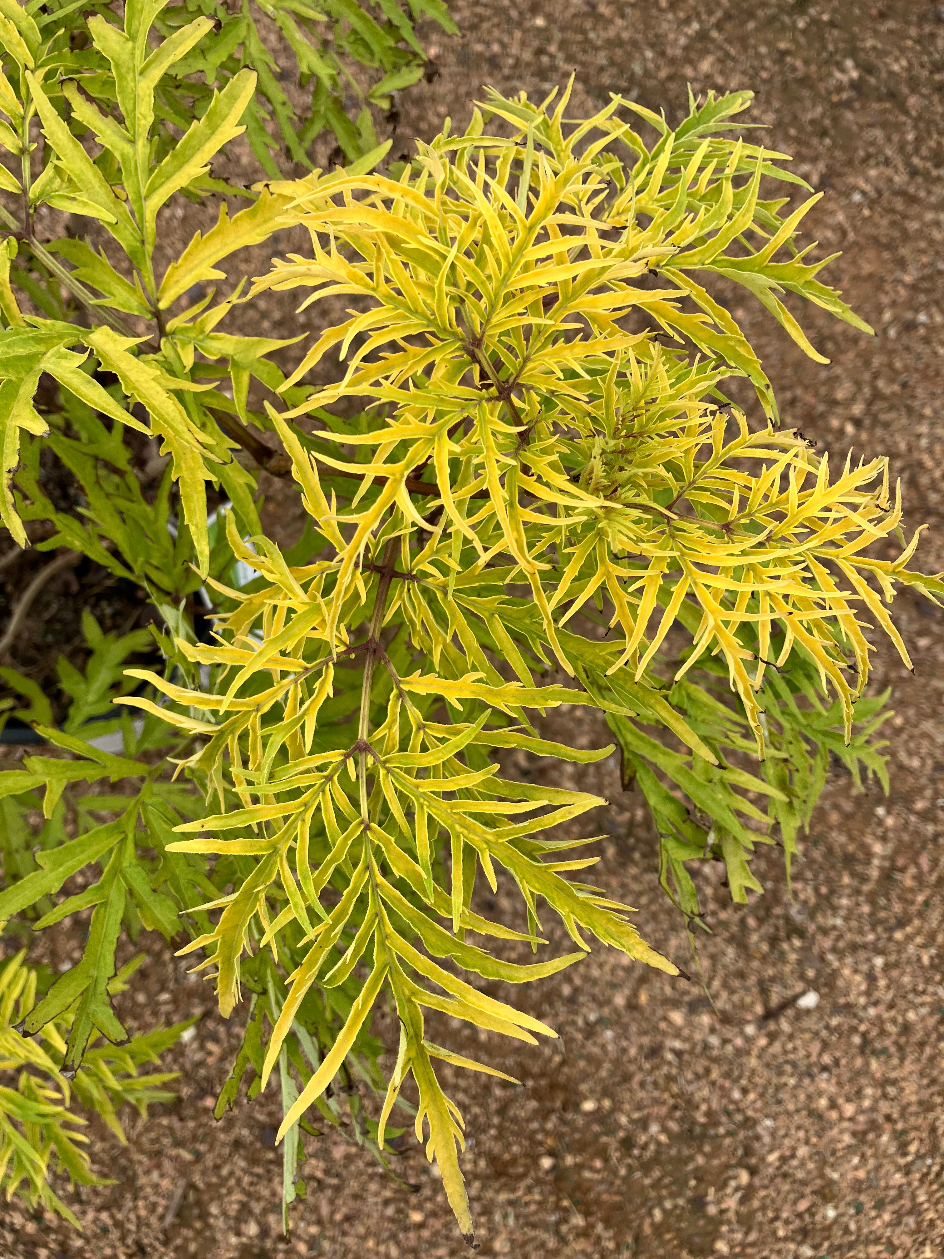 Elderberry, Lemony Lace
