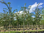 Elm, Accolade