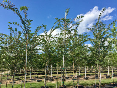 Elm, Accolade
