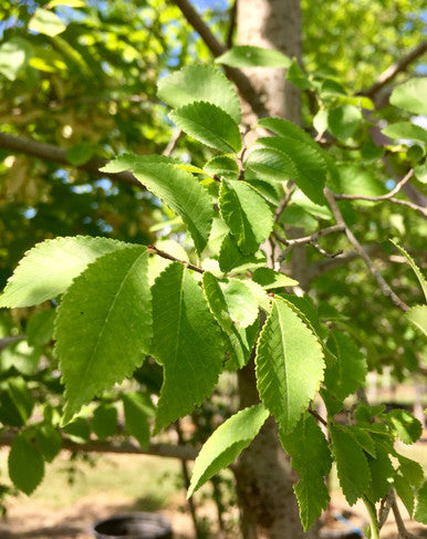 Elm, Frontier
