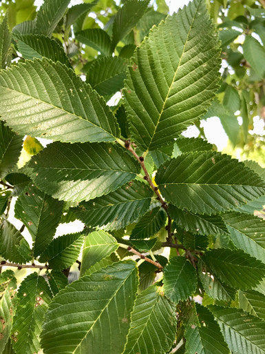 Elm, Morton Glossy/Triumph