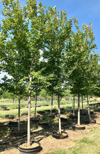 Elm, Morton Glossy/Triumph