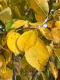 Elm, New Horizon