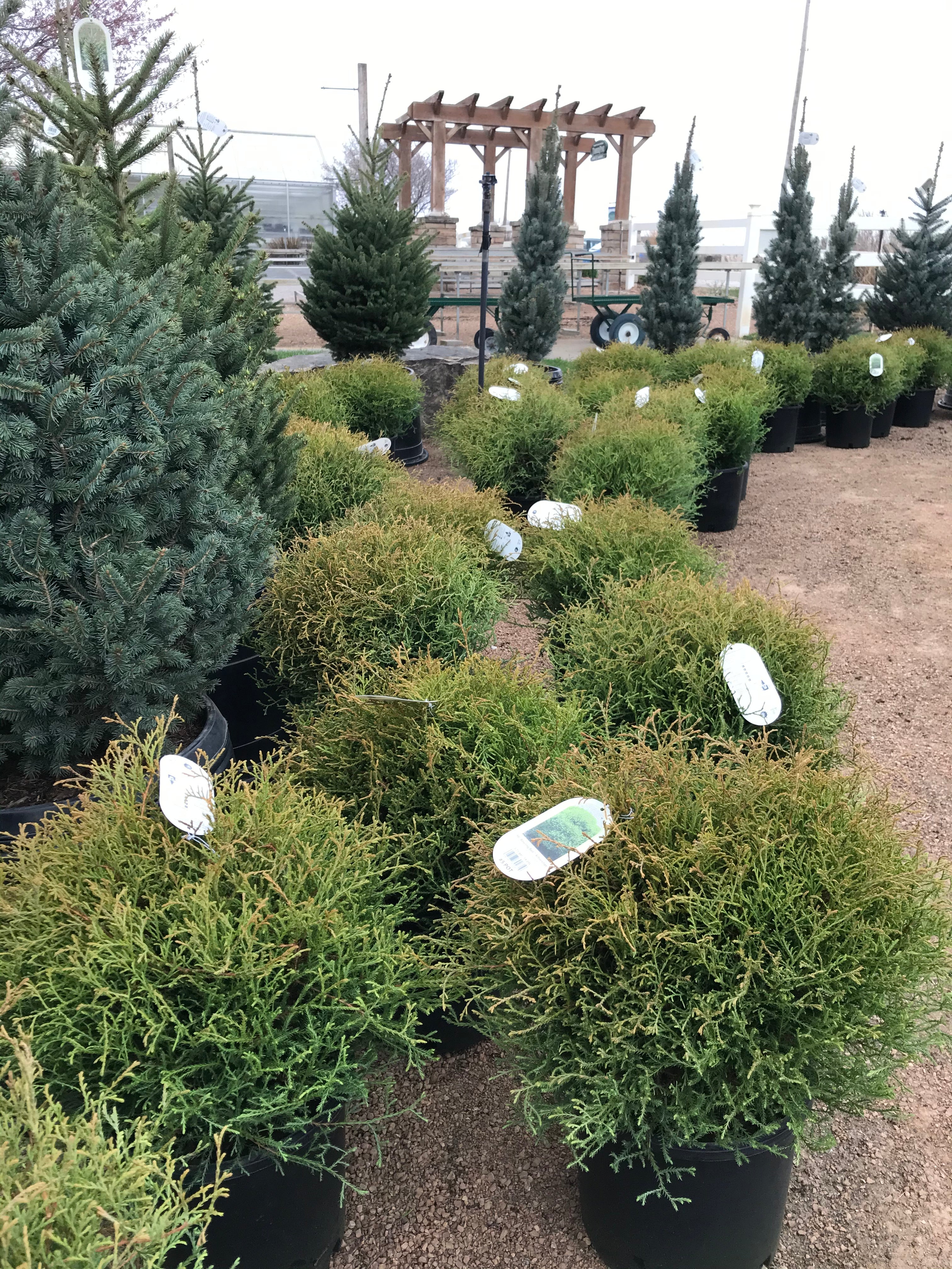 Arborvitae, Mr. Bowling Ball