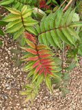 False Spirea, Sem
