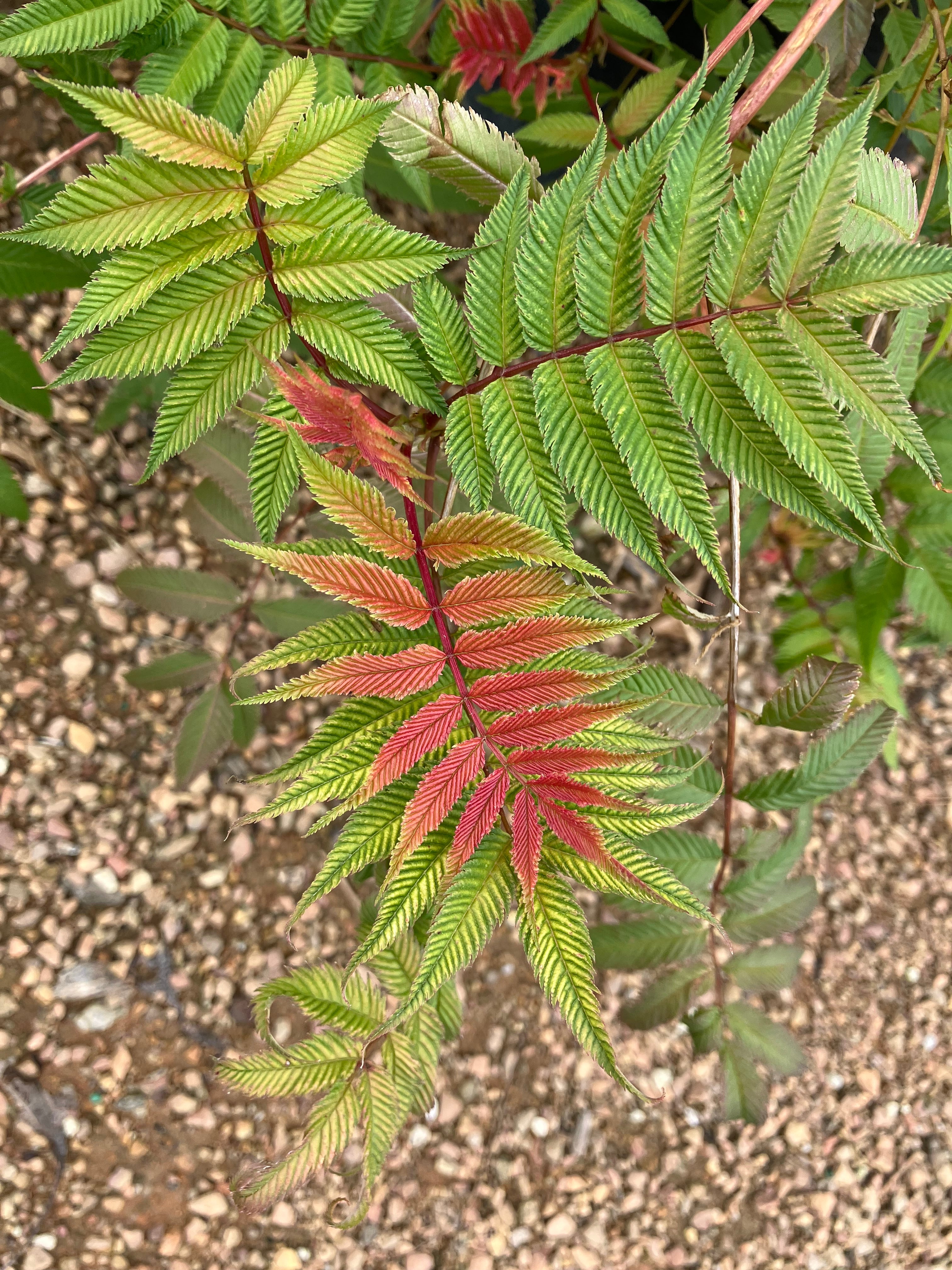 False Spirea, Sem