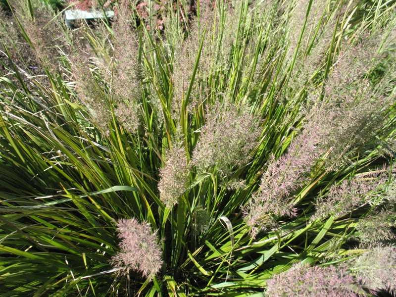 Grass, Feather Reed, Caspian