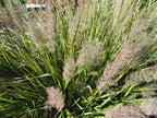 Grass, Feather Reed, Caspian