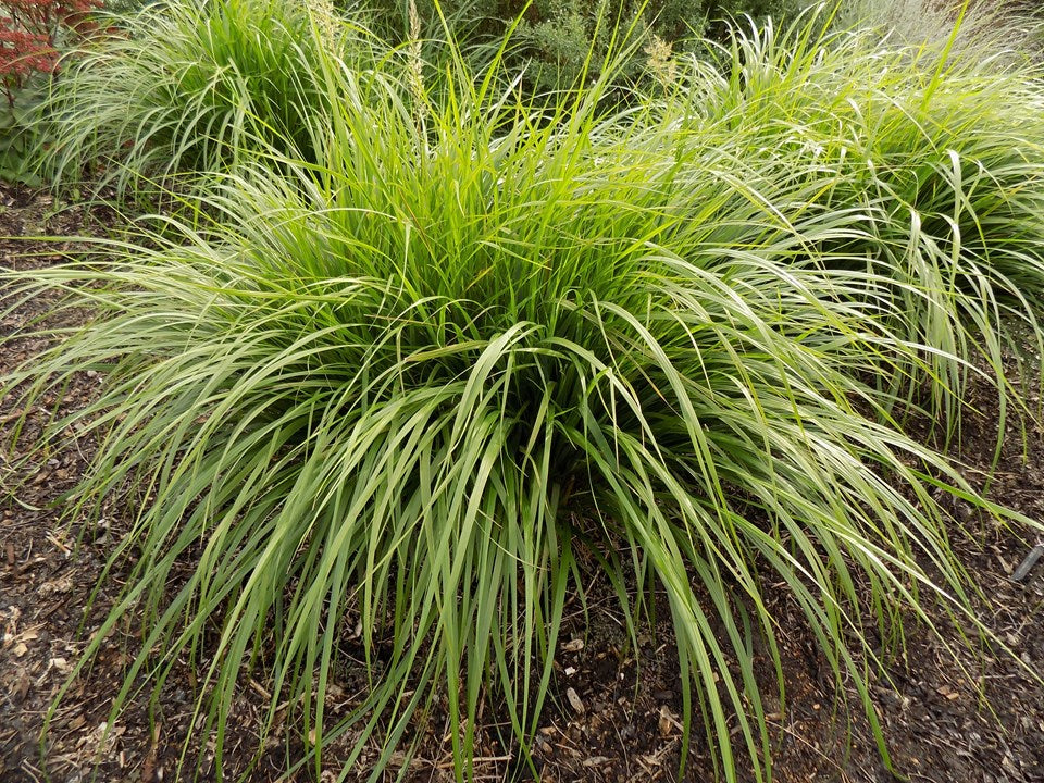 Grass, Feather Reed, Caspian