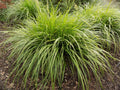 Grass, Feather Reed, Caspian