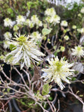Fothergilla, Mount Airy #3