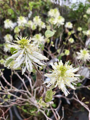 Fothergilla, Mount Airy #3