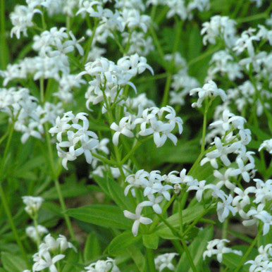 Sweet Woodruff #1