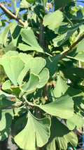 Ginkgo, Autumn Gold