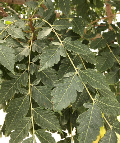 Golden Rain Tree
