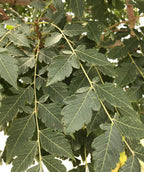 Golden Rain Tree