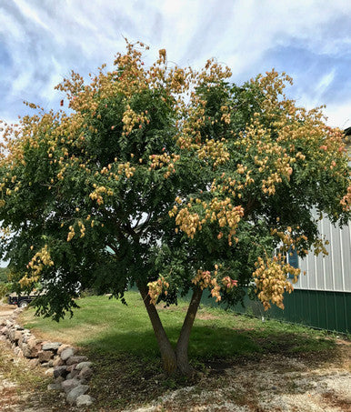 Golden Rain Tree