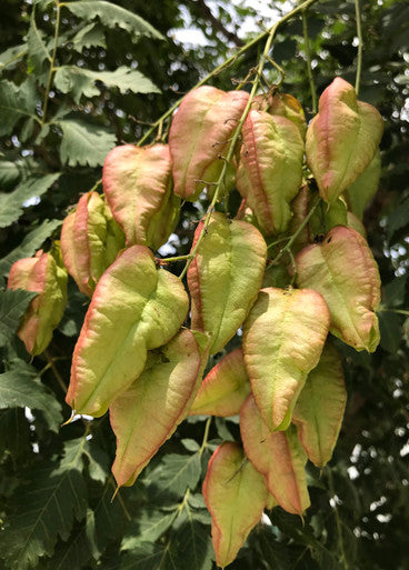 Golden Rain Tree