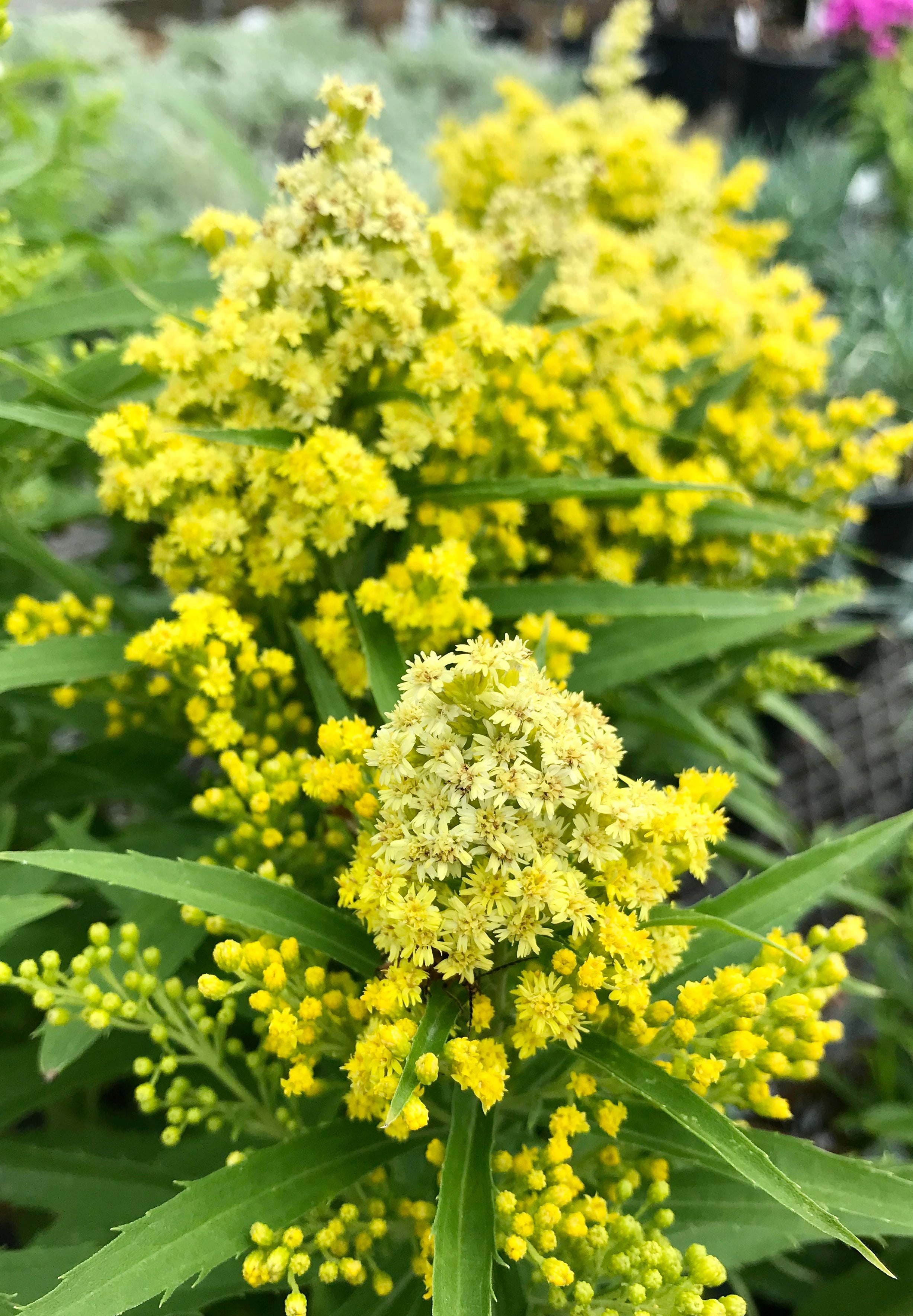 Goldenrod, Little Lemon #1