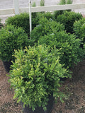Boxwood, Green Velvet #3