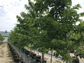 Hackberry, Common