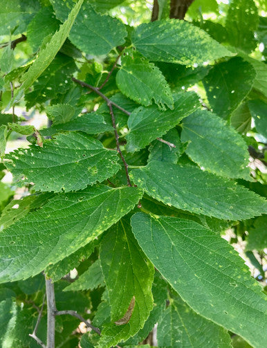 Hackberry, Common