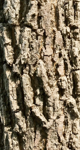 Hackberry, Common
