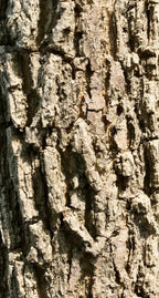 Hackberry, Common
