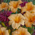 Daylily, Apricot Sparkles #1