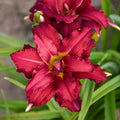 Daylily, Double Pardon Me #1