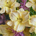 Daylily, Marque Moon #1
