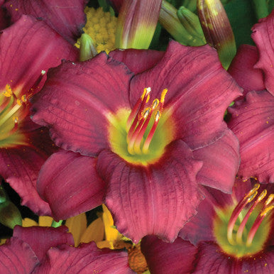 Daylily, Pardon Me #1