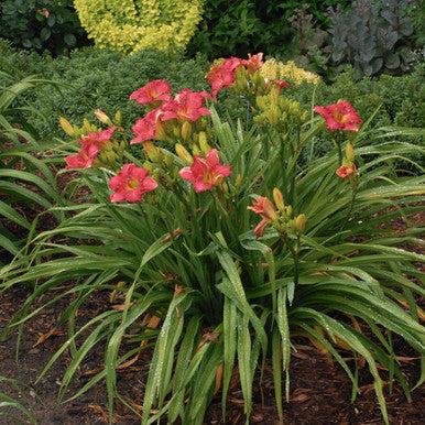 Daylily, Passionate Returns #1