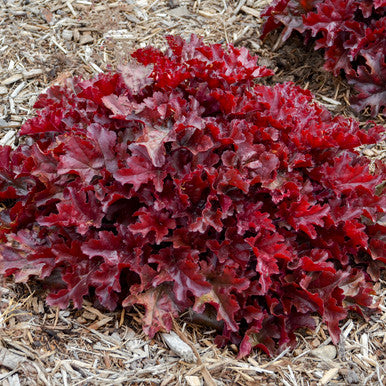 Coral Bells, Cherry Truffles #1