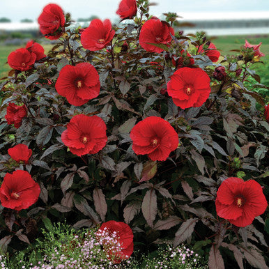 Hibiscus, Midnight Marvel #3