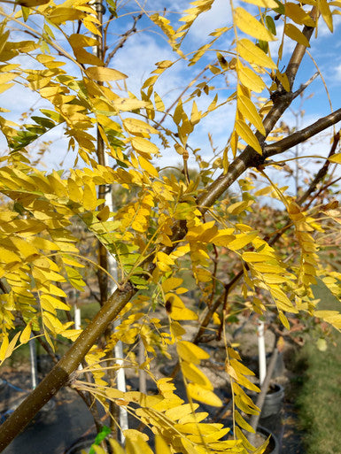 Honeylocust, Imperial