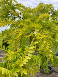 Honeylocust, Sunburst. 50% Off. No Warranty.