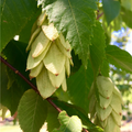 Hophornbeam, American