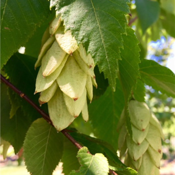 Hophornbeam, American
