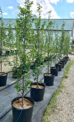 Hornbeam, European, Frans Fontaine