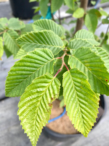 Hornbeam, European, Frans Fontaine