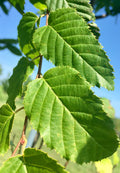 Hornbeam, European Columnar