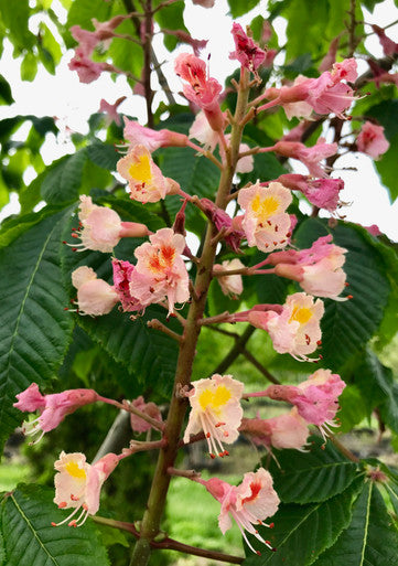 Horsechestnut, Fort McNair